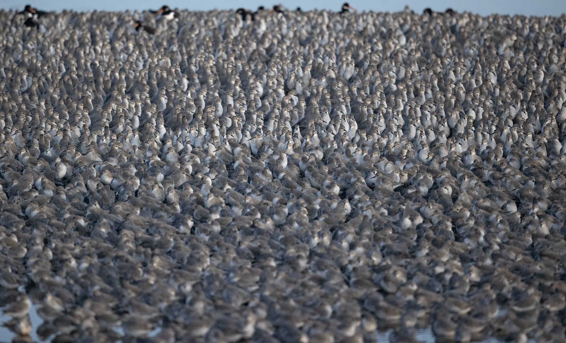 Knots, Snettisham